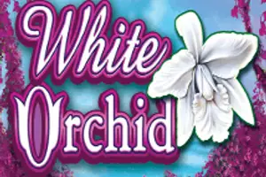 White Orchid